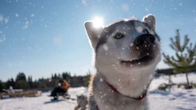 雪橇犬肖像在美丽的冬季阳光明媚的天气降雪，电影，视频循环
