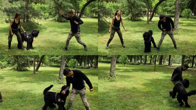 年轻人对自然界中的黑雪纳瑞小狗进行服从训练