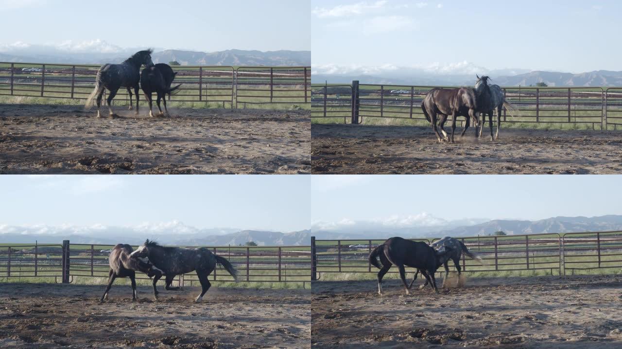 在科罗拉多州的一个纯种马场上，一只棕色四分之一马驹和母马母马的慢动作镜头