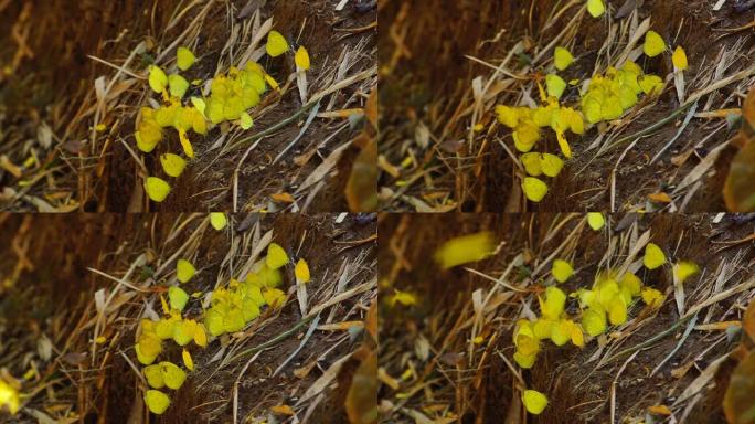 一群黄色的蝴蝶在地上喝水，一群黄色的小蝴蝶在地上。蝴蝶飞走着陆，一堆蝴蝶在潮湿的地面上