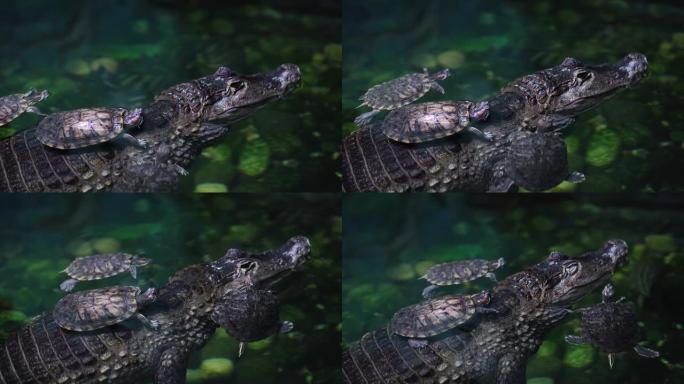 鳄鱼和小海龟在水里的特写。爬行动物在危险的捕食者身上休息的代表