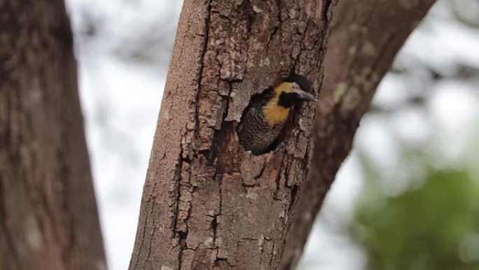 鸟巢里喂小鸡的鸟。campo flicker (Colaptes campestris)，啄木鸟科的