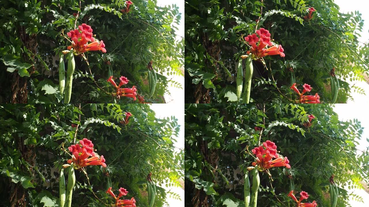 管状藤蔓或藤本植物的树，带有红色的花朵和豆荚，Campsis radicans