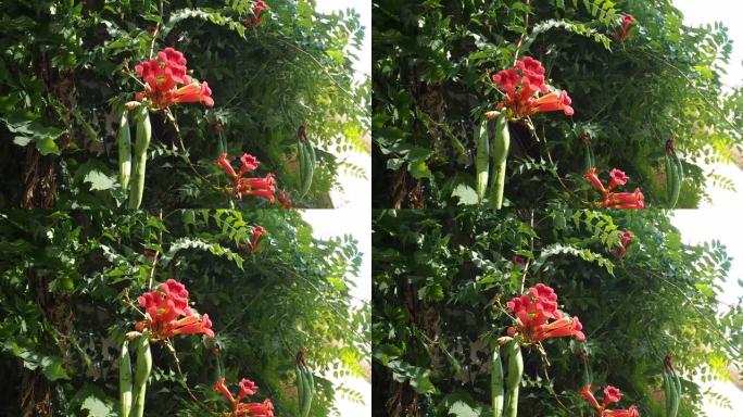 管状藤蔓或藤本植物的树，带有红色的花朵和豆荚，Campsis radicans