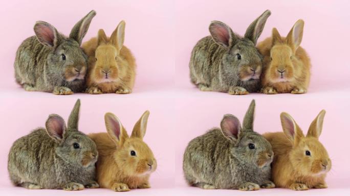 粉红背景上的两只可爱的小兔子。复活节假期的概念。两只复活节野兔的特写镜头，表情滑稽，看着镜头。