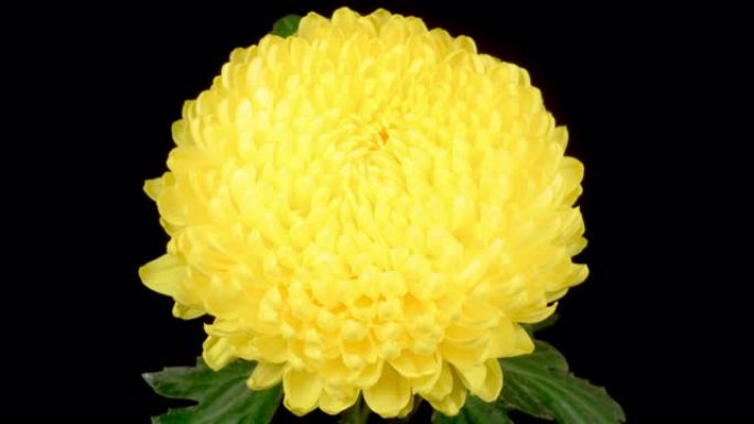 美丽的黄菊花开黄色的鲜花花朵花朵绽放慢动