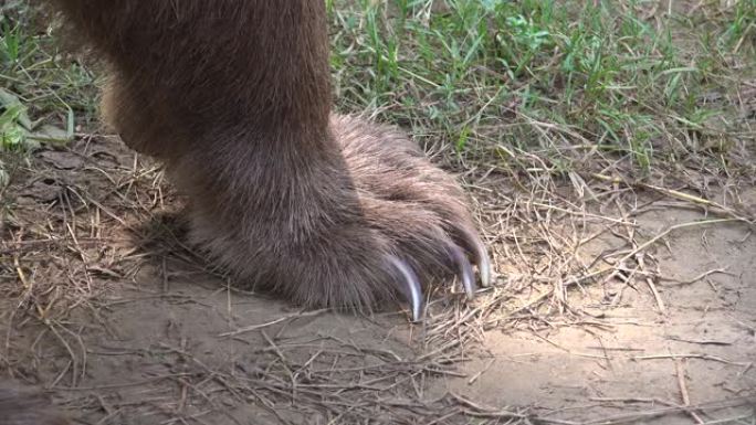 一只行走的棕熊长指甲的爪子