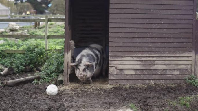 大斑点猪静静地站在农舍的木棚里
