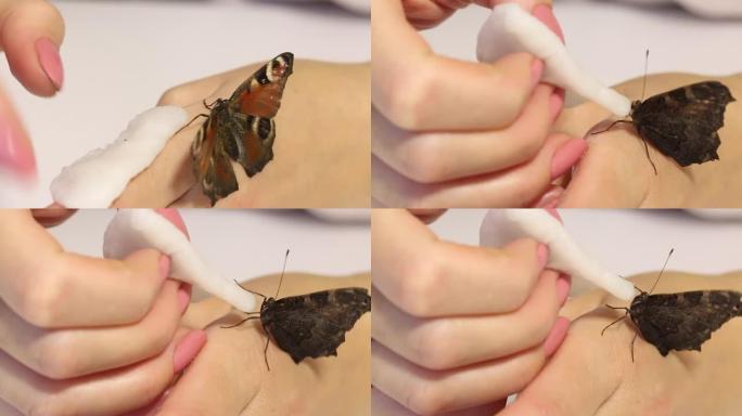 蝴蝶孔雀坐在女人的手上。她用手喂蝴蝶，用糖浆触摸手指。蝴蝶张开并折叠翅膀。