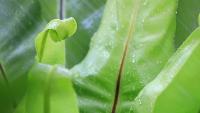 落在绿色蕨叶上的雨滴