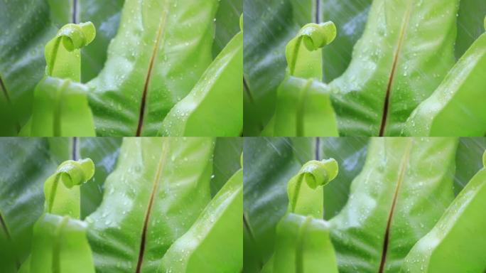 落在绿色蕨叶上的雨滴