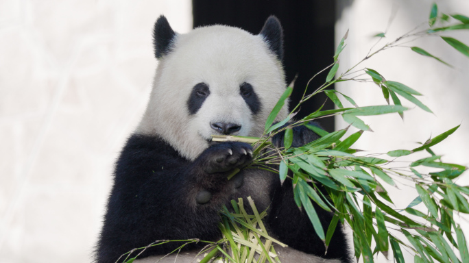 大熊猫 熊猫吃竹子