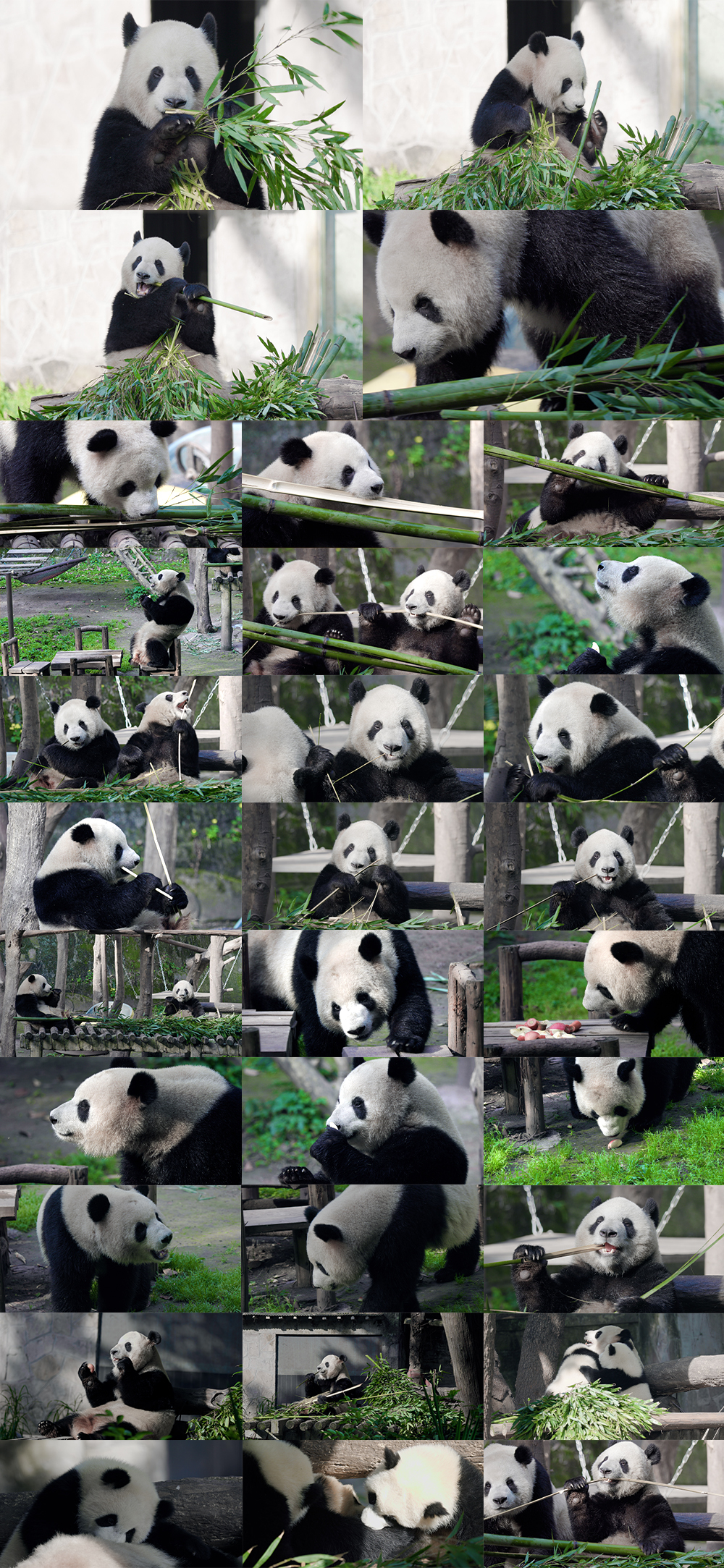 大熊猫 熊猫吃竹子