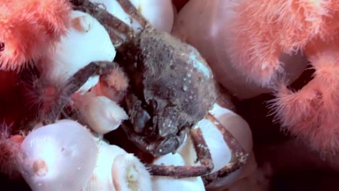 在白海海底寻找食物的螃蟹和水底。