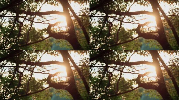 日落在树上，苍蝇飞来飞去。金色的光，用旧镜头拍摄的。