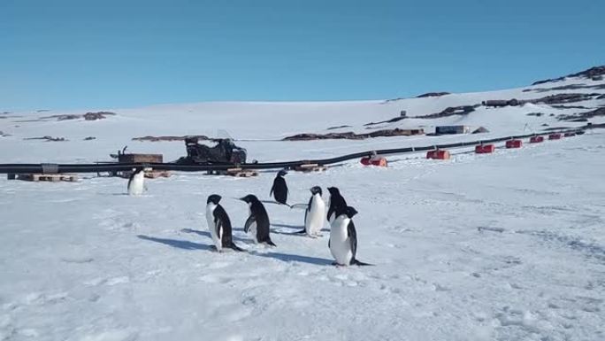 一群美丽的企鹅沿着大西洋附近的岩石海岸行走。