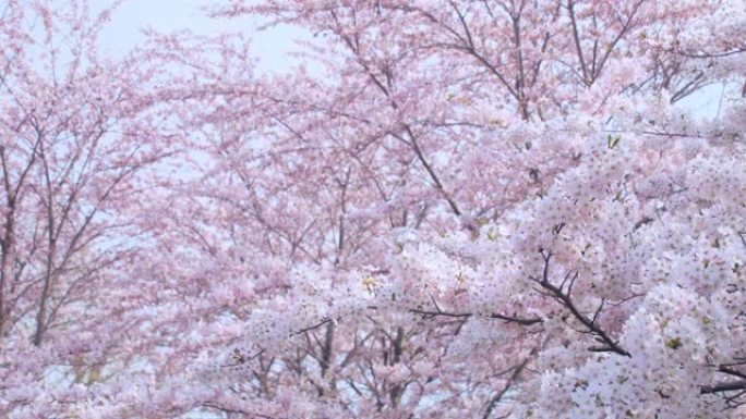 樱桃花花树花朵花瓣