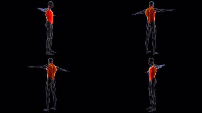 躯干肌肉解剖医学概念循环3D插图