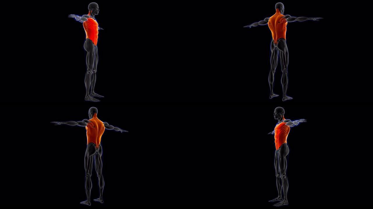 躯干肌肉解剖医学概念循环3D插图