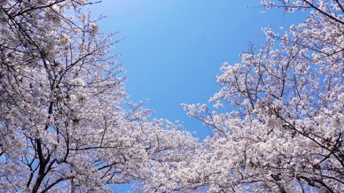 樱花景观春日风光自然美景日本风情