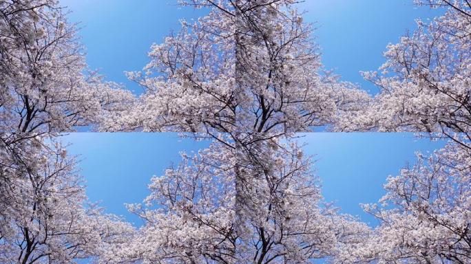 樱花景观春日风光自然美景日本风情