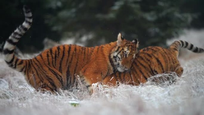 两只西伯利亚虎 (Panthera tigris altaica) 在冰冻的草丛中一起玩耍