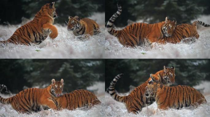 两只西伯利亚虎 (Panthera tigris altaica) 在冰冻的草丛中一起玩耍