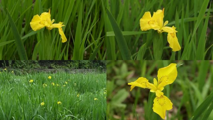 黄菖蒲野花鲜花视频