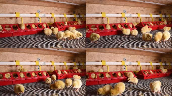 小鸡或鹌鹑正在从家禽农场的喷壶中喝水