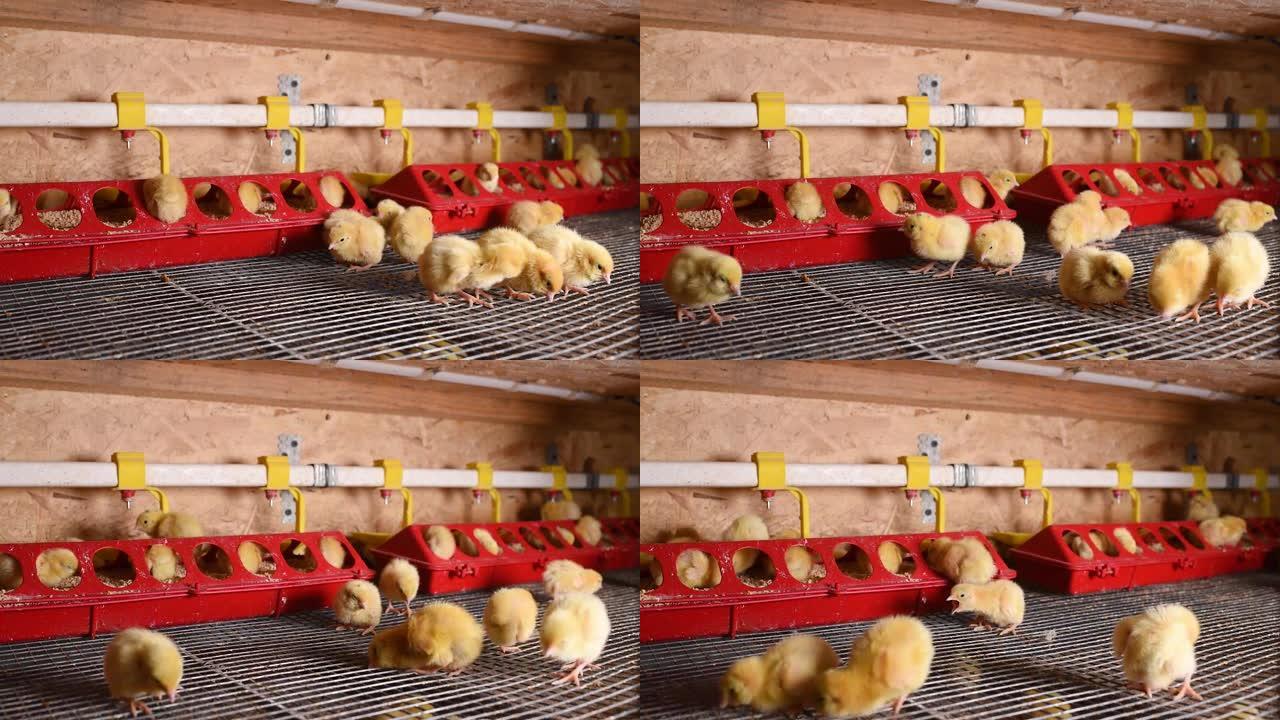 小鸡或鹌鹑正在从家禽农场的喷壶中喝水