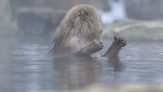 著名雪猴在日本天然温泉浴中的慢动作