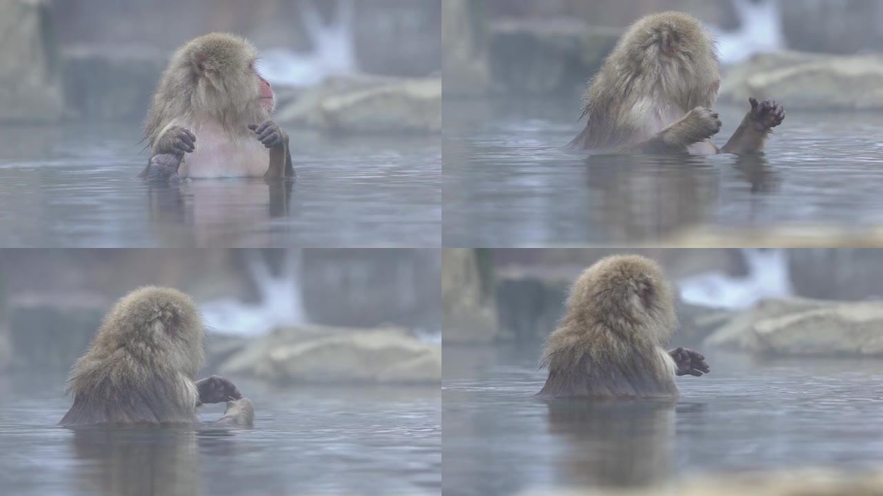 著名雪猴在日本天然温泉浴中的慢动作