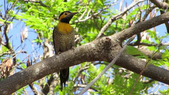 自然栖息地的黄色啄木鸟。野生景观。