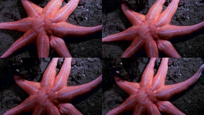 白海海底海星红色。