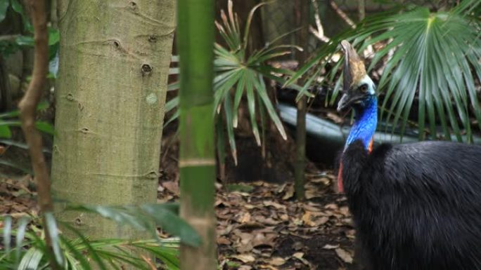 孔雀在悉尼白天手持设备的塔隆加动物园岛