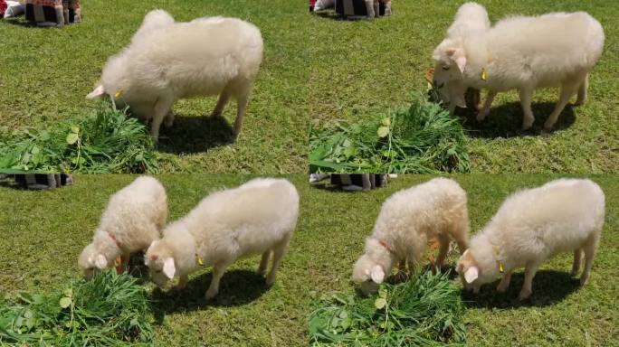 自然向草原上吃草的羔羊