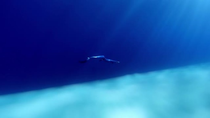 女自由潜水者在水下滑行。自由潜水员在沙底上与monofin一起在水下游泳。应用倾斜移位效应