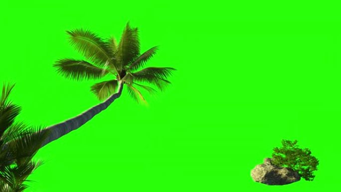 棕榈树和绿色背景上有石头的草丛。3d动画，用于在海边键控棕榈。