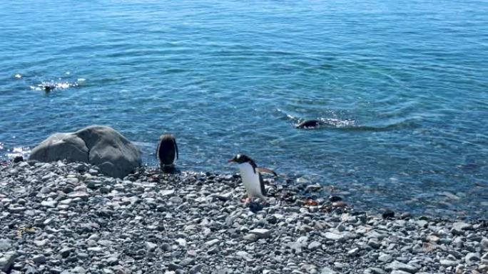 一只企鹅正从海洋上岸游泳。走路时，它轻弹身体和尾巴，使羽毛上的水变干。