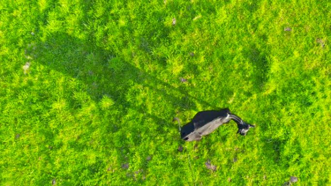 孤独的母牛在乡村绿色郁郁葱葱的草地上，空中俯视图。