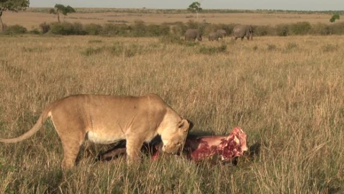 狮子正在吃猎物，大象在后面吃草