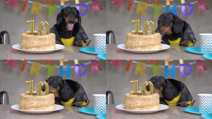 穿着皮夹克的酷腊肠狗庆祝十年，用数字形状的蜡烛吃美味的节日蛋糕，公寓装饰着派对生日快乐