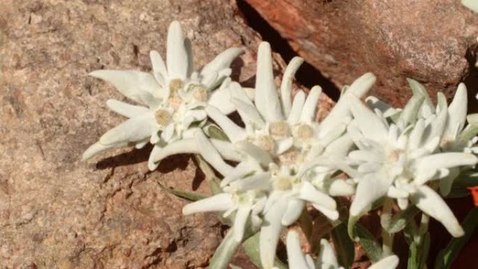 美丽的雪绒花 (Leontopodium alpinum) 花的特写镜头，4k