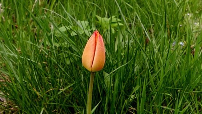 春天在草地上生长的红色郁金香