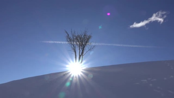 背光是阳光照在雪山唯一的树上