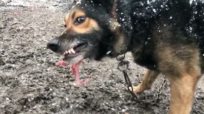 吠叫激怒了牧羊犬。这只狗看起来好斗