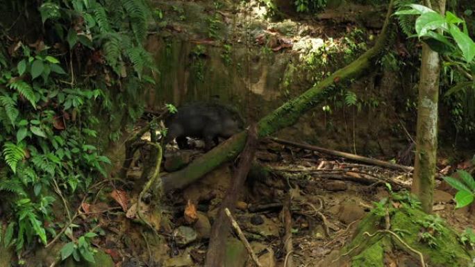 在亚马逊雨林中，一只愤怒的白唇野牛Tayassu pecari，背上的头发慢慢朝相机的方向走