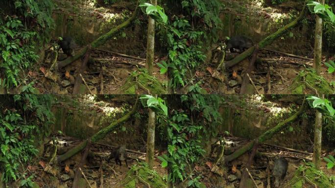 在亚马逊雨林中，一只愤怒的白唇野牛Tayassu pecari，背上的头发慢慢朝相机的方向走