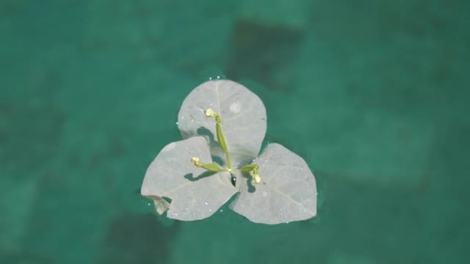 晴天游泳池蓝水白花巴厘岛岛慢动作全景4k印度尼西亚