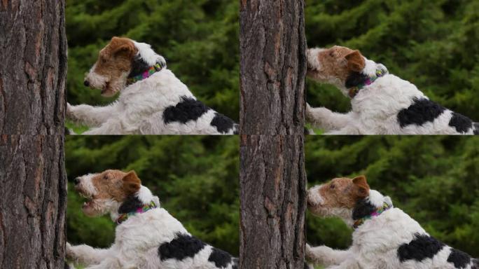 狐狸梗的轮廓肖像，它的前爪放在公园的树干上。狗张开和闭上嘴，然后开始啃树皮。慢动作拍摄。特写